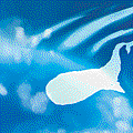 whale with shooting stars_process.gif