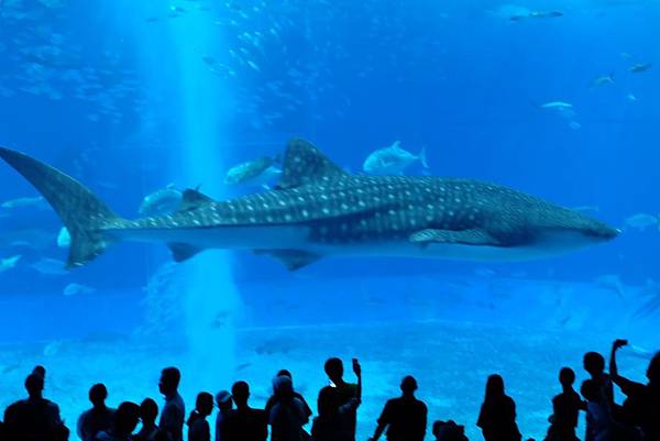 201989 美麗海水族館、古宇利塔、國際通_190811_0027.jpg