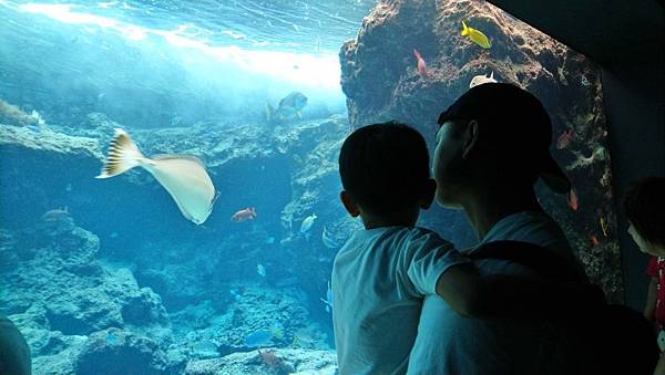 201989 美麗海水族館、古宇利塔、國際通_190811_0065.jpg