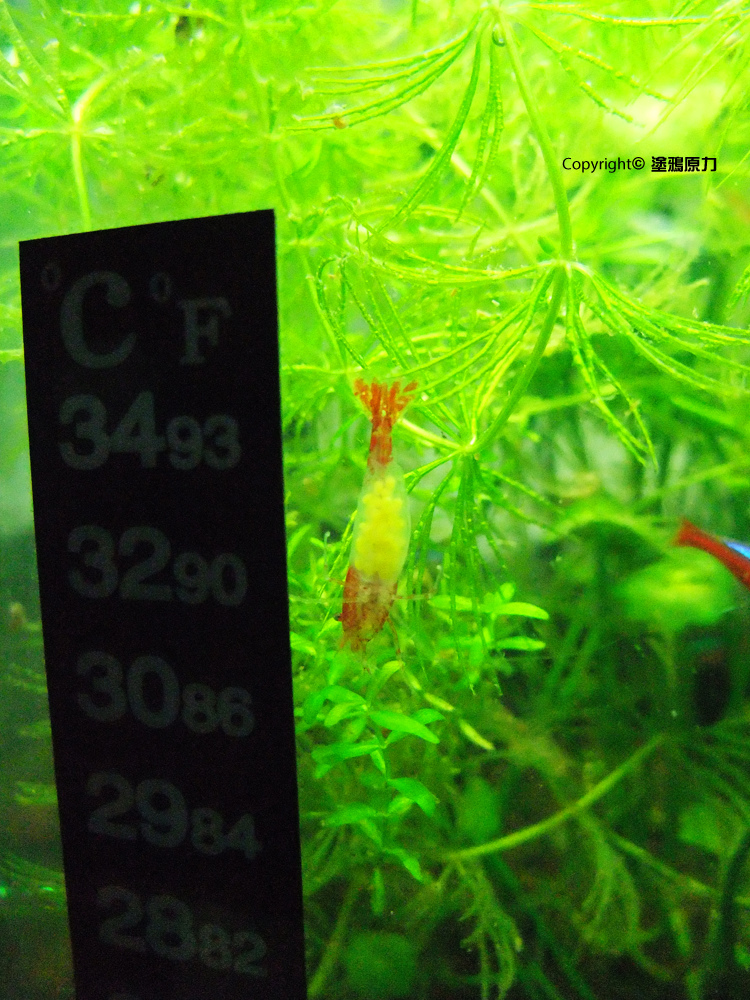 DSCF7627拷貝 DSCF7627拷貝