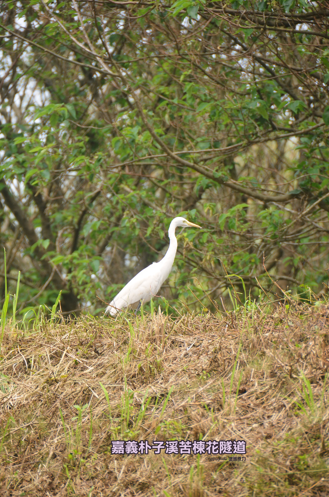 DSC_1517拷貝