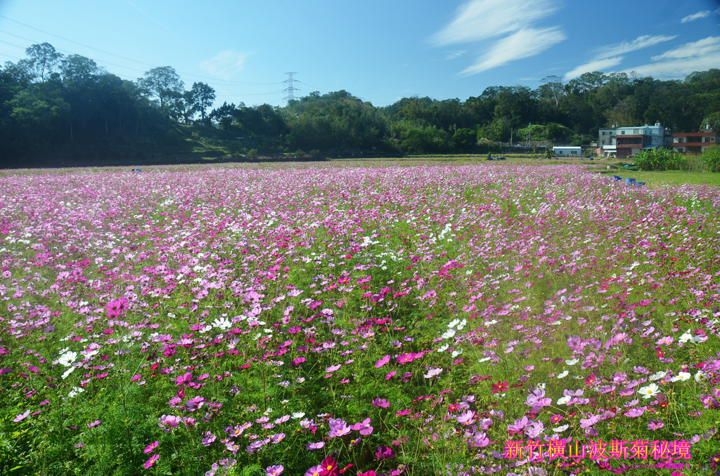 DSC_9933拷貝