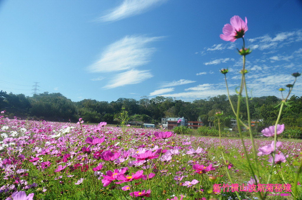 DSC_9979拷貝