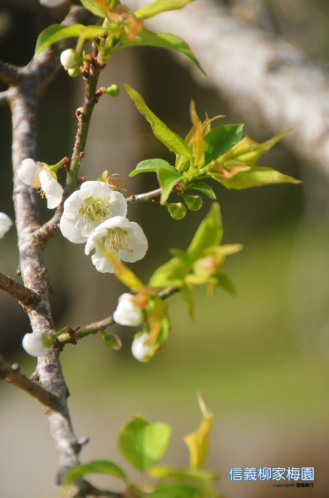 DSC_0375拷貝拷貝