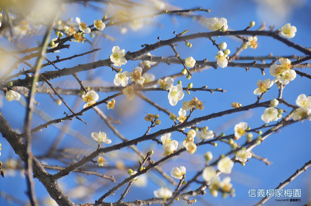 DSC_0395拷貝拷貝