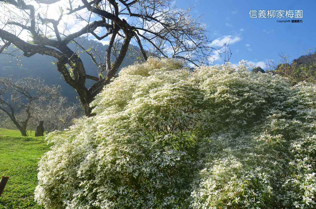 DSC_0435拷貝拷貝