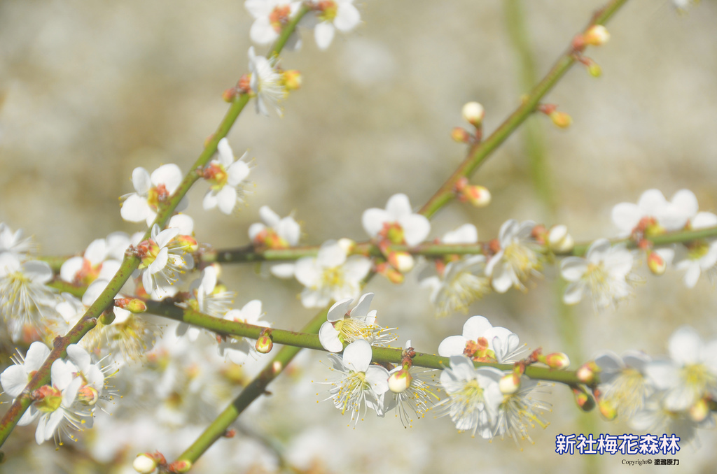 DSC_1130拷貝拷貝 DSC_1130拷貝拷貝