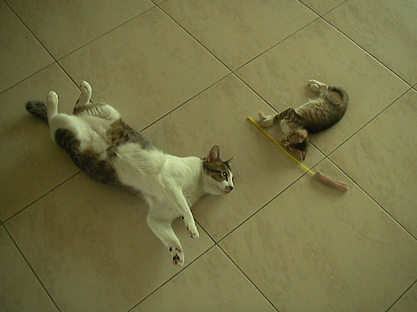 SANY0431.JPG SANY0431.JPG