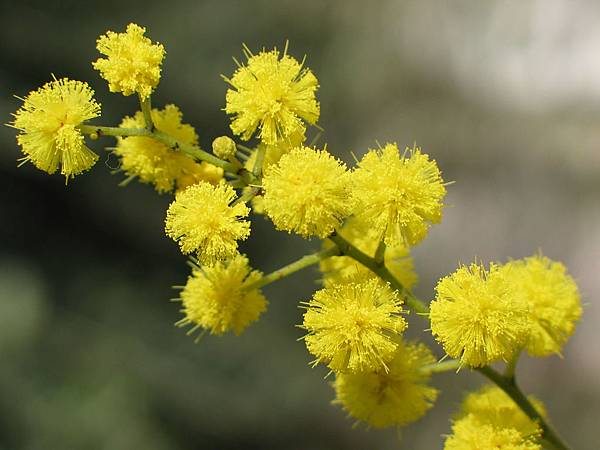 Mimosa