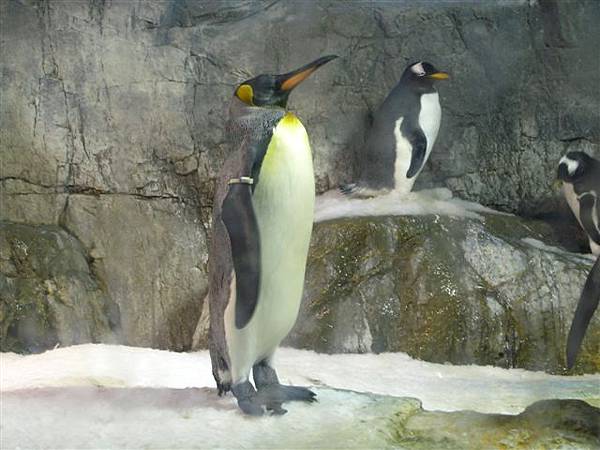 海遊館企鵝