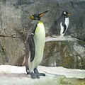 海遊館企鵝