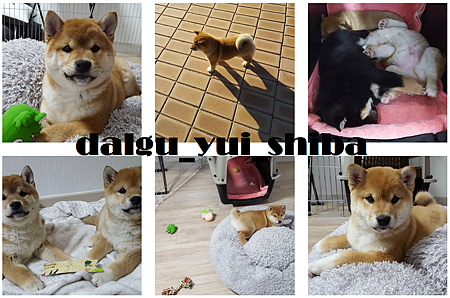 dalgu_yui_shiba.png