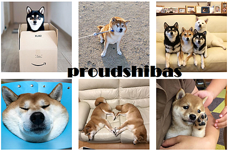 proudshibas.png