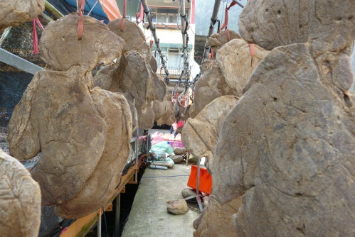 Feb. 28｜汶水。日曬膽肝