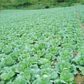 高麗滿山谷