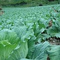 高冷蔬菜