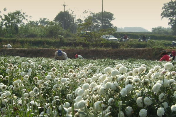 銅鑼杭白菊