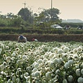 銅鑼杭白菊