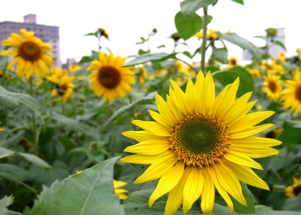 濕冷空氣裡的可愛小太陽