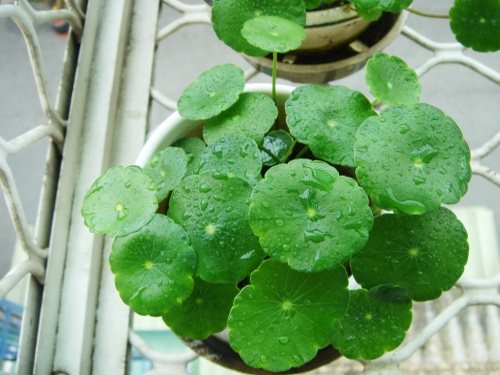 May. 6 盛開的銅錢草,剛移盆不久,很有成就感的。^^(窗台) May. 6 盛開的銅錢草,剛移盆不久,很有成就感的。^^(窗台)