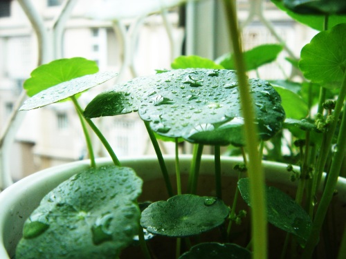 May. 6 晨間小雨，剛停。(窗台)