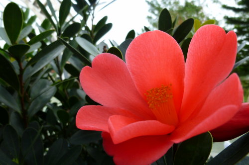 坪林。四季杜鵑紅山茶花