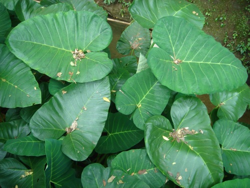 華陶窯。菇婆葉