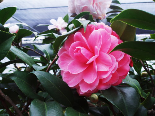 坪林。Joy Kendrick 紅喬依