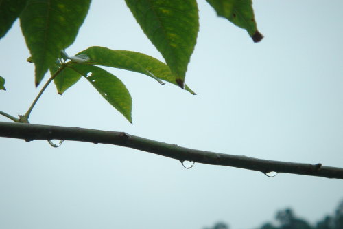 梅花湖。有雨