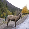 Bighorn Sheep??