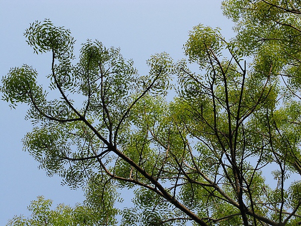 桃花心木