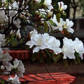 白色杜鵑花(5)