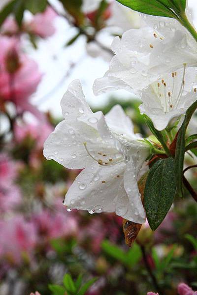 白色杜鵑花(1)