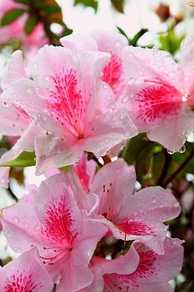 粉色杜鵑花(2)