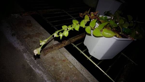 S__29286402 S__29286402