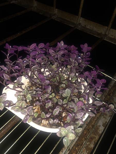 S__29294632 S__29294632