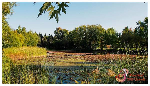 3. Montreal Botanical Garden55.jpg