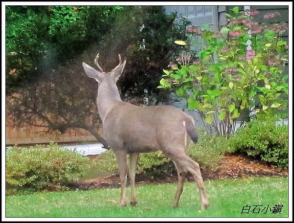 迷路的Deer