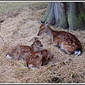 這群梅花鹿裡還有小鹿Baby和鹿媽媽在一旁休息, 可能鹿媽媽有交待, 不可以隨便吃陌生人給的食物, 所以小鹿很乖, 都沒有跑來吃東西.
