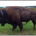 Bison