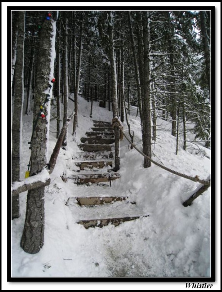 Forest path