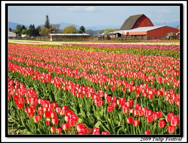 Tulips