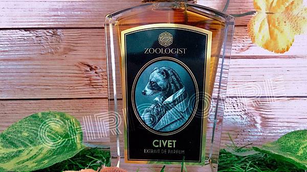 zoologist civet 1.jpg zoologist civet 1.jpg