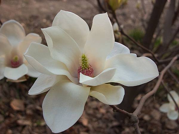 Blvgari 寶格麗 依琳娜 Le Gemme Irina 9.jpg Blvgari 寶格麗 依琳娜 Le Gemme Irina 9.jpg