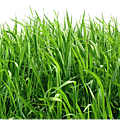 nasomatto hindu grass 納斯馬圖 印度青草 6.jpg