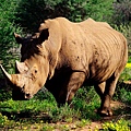 動物學家 犀牛2014版 Zoologist Rhinoceros 5.jpg