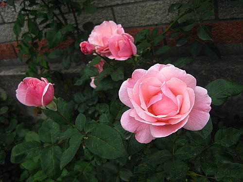 【潘海利根】伊莉莎白玫瑰2018版( Penhaligon’s Elisabethan Rose 2018) 9.jpg 【潘海利根】伊莉莎白玫瑰2018版( Penhaligon’s Elisabethan Rose 2018) 9.jpg