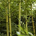 by kilian bamboo harmony 基利安 竹取物語 竹之諧韻 8.jpg