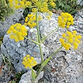 【Stora Skuggan】Silphium(羅盤草) 6.jpg