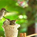 【Zoologist】Hummingbird (動物學家：蜂鳥)4.jpg